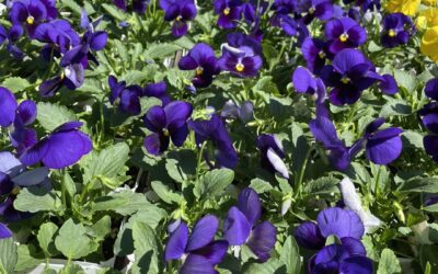 Pansies: The Colorful Stars of Fall Gardens