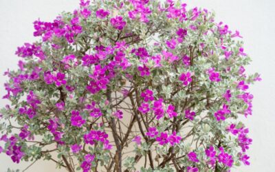 Silver Leaf Texas Sage- A Shimmering Beauty in Your Texas Garden