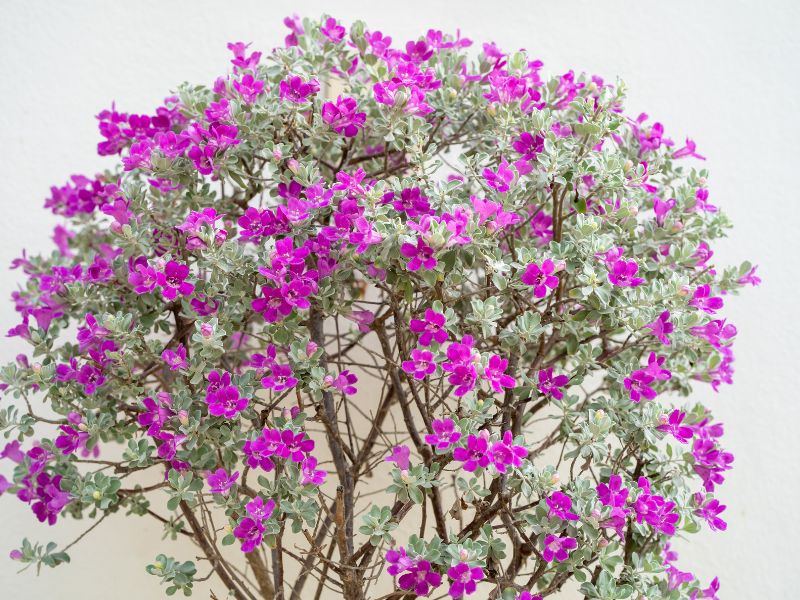 A Texas Sage in bloom