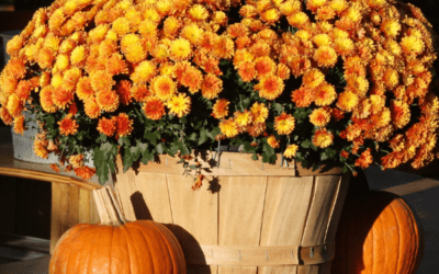 Planting and Caring for Mums in North Texas