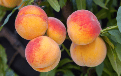 Peach Trees in Texas: The Juiciest Picks for Your North Texas Orchard