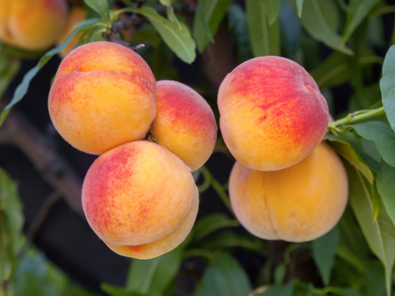 Peaches on a Tree