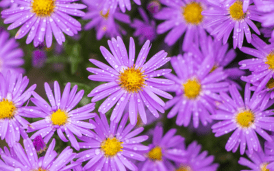 Fall Asters