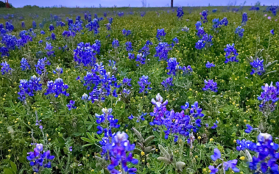 Planting Bluebonnet Seeds in November: A True Texan Tradition