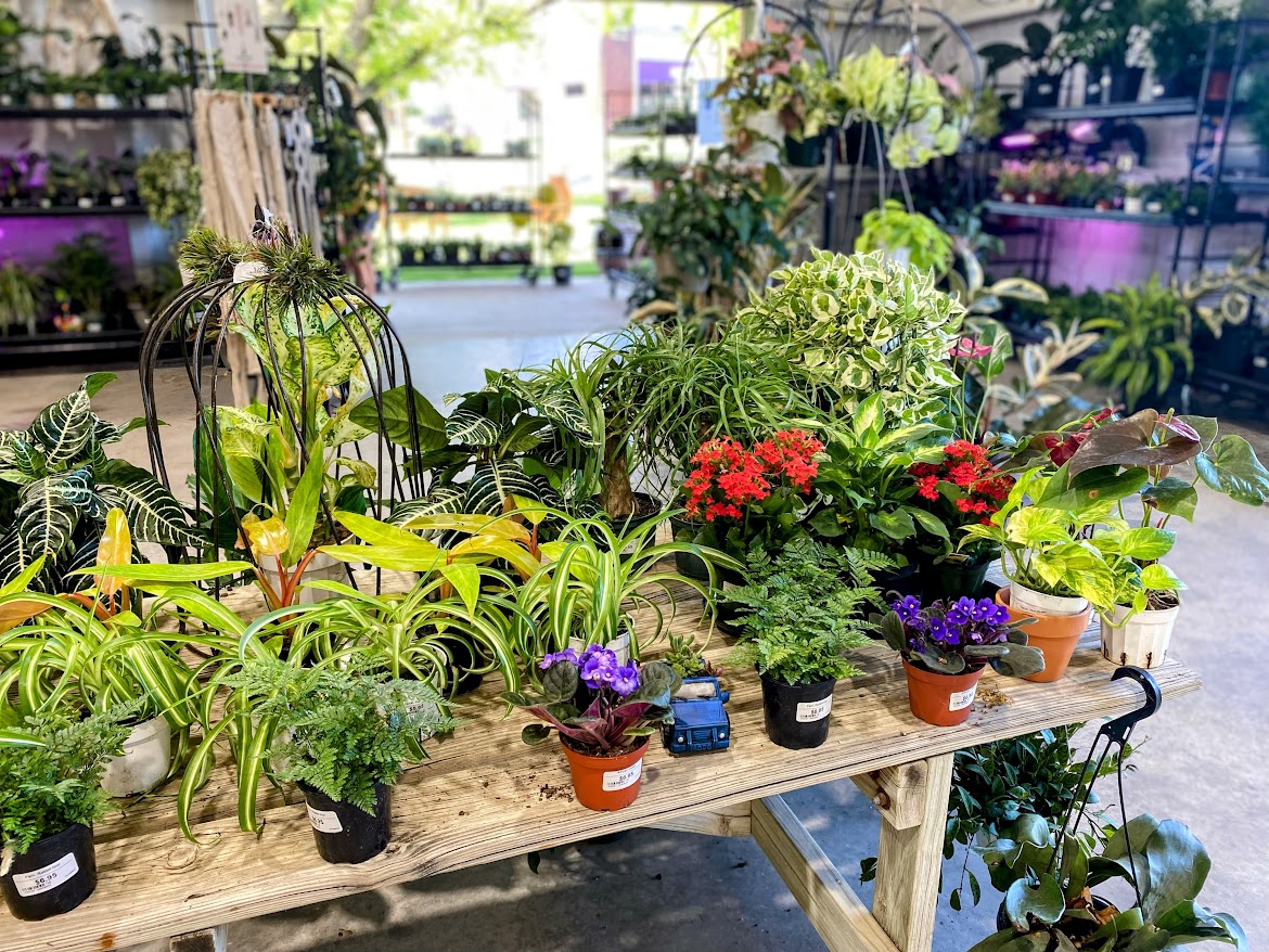 Indoor Plant Display