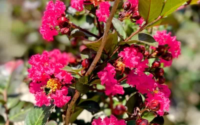 Crape Myrtles: Sizes and Colors Explained